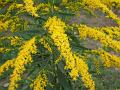 Giant Goldenrod